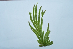 Selaginella ostenfeldii