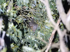 Pteropus poliocephalus