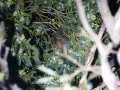 Pteropus poliocephalus