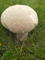Lycoperdon utriforme