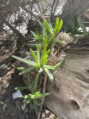 Carpobrotus edulis