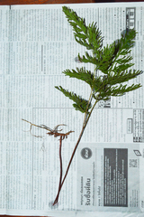Selaginella ostenfeldii