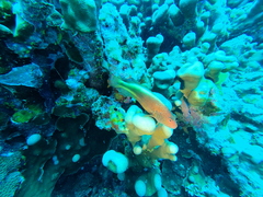 Paracirrhites forsteri