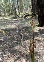 Juncus