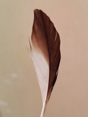 Burhinus oedicnemus