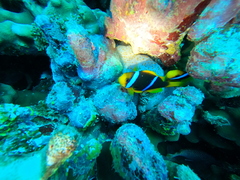 Amphiprion chrysopterus