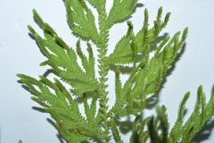 Selaginella ostenfeldii