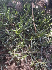 Carpobrotus edulis