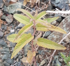 Dracocephalum nutans