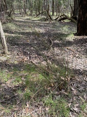 Juncus