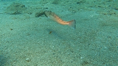 Trachinus radiatus