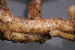 Selaginella ostenfeldii