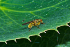 Scathophaga