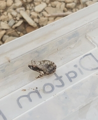 Tomopterna natalensis