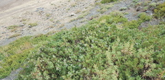 Juniperus pseudosabina