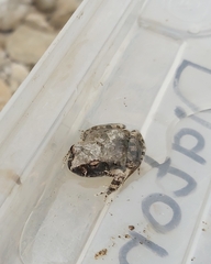 Tomopterna natalensis