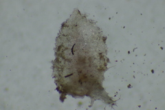 Selaginella ostenfeldii
