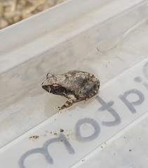 Tomopterna natalensis