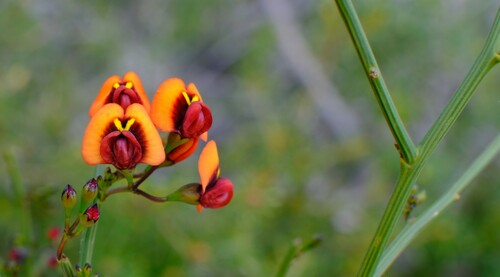 Image of Daviesia divaricata by (c) Peter Crowcroft, some rights reserved (CC BY)