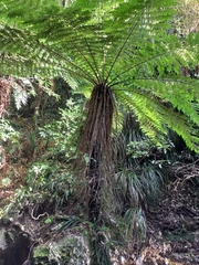 Cyathea