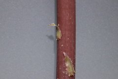 Selaginella ostenfeldii