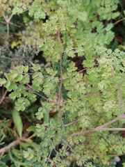 Thalictrum foetidum