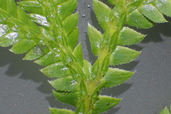 Selaginella ostenfeldii