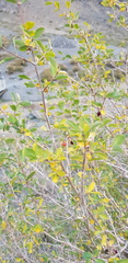 Lonicera microphylla