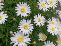 Rhodanthe anthemoides