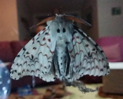 Lymantria nephrographa