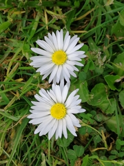 Rhodanthe anthemoides