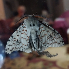 Lymantria nephrographa