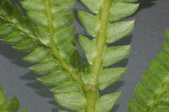 Selaginella ostenfeldii