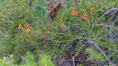 Daviesia divaricata
