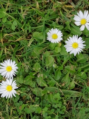Rhodanthe anthemoides
