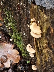 Panellus