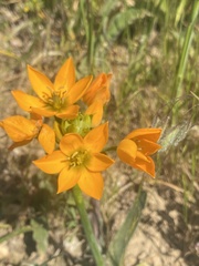 Ornithogalum dubium
