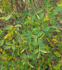 Lonicera microphylla