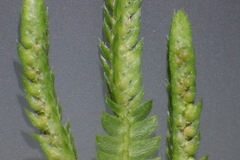Selaginella ostenfeldii