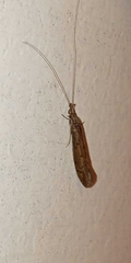 Oecetis