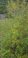 Lonicera microphylla