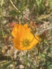 Ornithogalum dubium