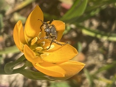 Ornithogalum dubium