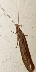 Oecetis
