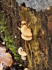 Panellus