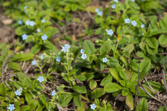 Thyrocarpus sampsonii