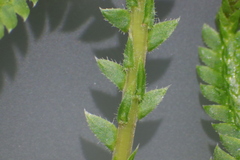 Selaginella ostenfeldii