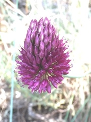 Allium sphaerocephalon