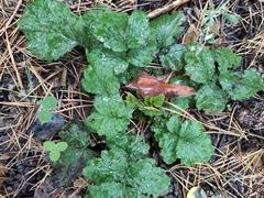 Geum