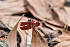 Neurothemis fluctuans